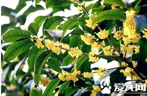 家裡種桂花好嗎|盆栽桂花應如何種殖